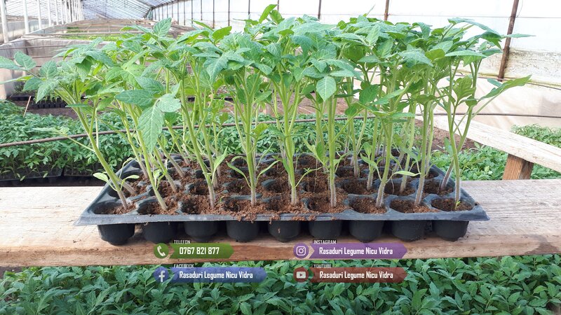 Vand rasad rosii ardei vinete castraveti varza  rasaduri legume 2026