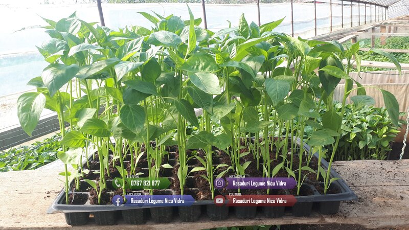 Vand rasad rosii ardei vinete castraveti varza  rasaduri legume 2026