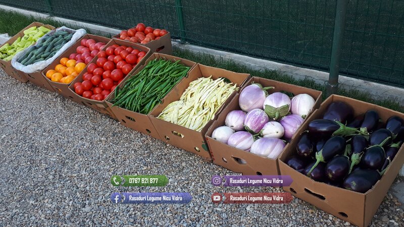 Vand rasad rosii ardei vinete castraveti varza  rasaduri legume 2026