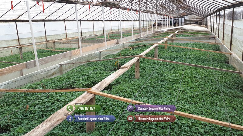 Vand rasad rosii ardei vinete castraveti varza  rasaduri legume 2026