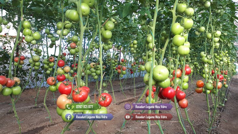 Vand rasad rosii ardei vinete castraveti varza  rasaduri legume 2026